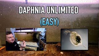 How I Raise Daphnia Water Fleas And You Can Too [upl. by Anevad]