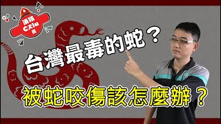 竟然沒聽過台灣最毒的毒蛇？被蛇咬傷的時候該怎麼辦呢？【Chiu桑的宣導】 [upl. by Jacie]