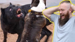 Cane Corso ATTACK Canine Behaviourist Reacts To Dog Attack [upl. by Cosenza]