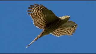 Sparrowhawk Bird Call Bird Song [upl. by Rawden]