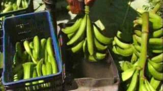 How Its Made 02 Plantain Chips [upl. by Secnarf896]