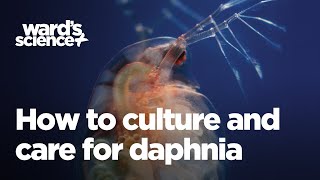 Caring and Culturing for Daphnia [upl. by Andreana]