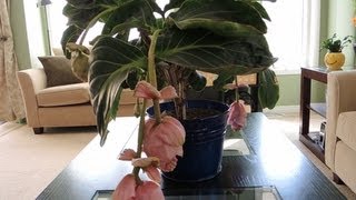 Medinilla Magnifica  Update and Flowering [upl. by Chloette199]