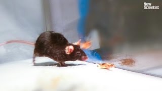 Mice made to kill using mind control lasers [upl. by Akehsal]