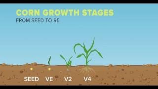 Corn Growth Stages  From Seed to R5 [upl. by Eilyk800]