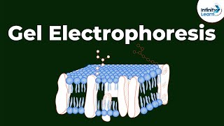 What is Gel Electrophoresis  Dont Memorise [upl. by Gillie675]