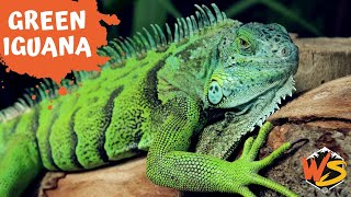 Green Iguana Facts Everything You Need to Know [upl. by Sapienza]