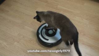 Cat shows HOW TO use iRobot Roomba Vacuum [upl. by Shelbi]