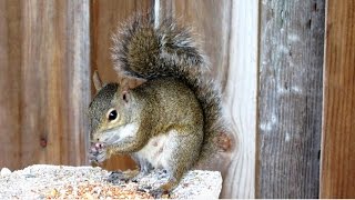 Gray Squirrel Meowing Sounds [upl. by Rox]