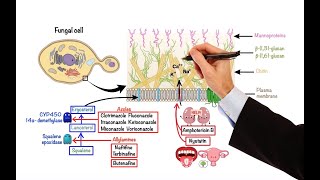 Pharmacology – ANTIFUNGAL DRUGS MADE EASY [upl. by Eybba417]