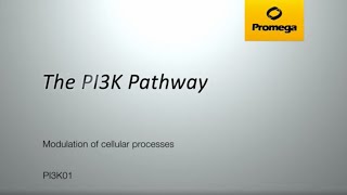 The PI3K Pathway [upl. by Loren]