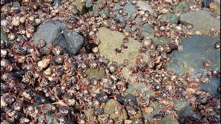 Coenobita clypeatus Migration [upl. by Farr]