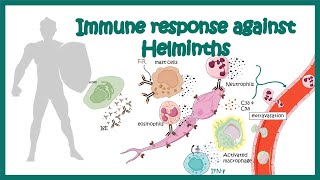 Immune response against worms helminths [upl. by Balliol]