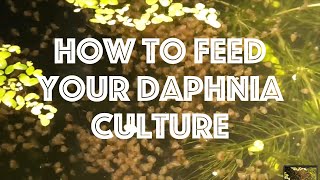 How To Feed Your Daphnia Culture [upl. by Ania]