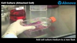 Cell Culture Attached Cell [upl. by Ellirpa90]