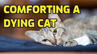 How To Comfort A Dying Cat [upl. by Plotkin]