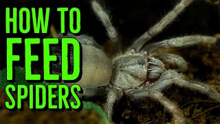 How To Feed Spiderlings amp Scorplings Baby Tarantulas amp Scorpions [upl. by Jacklyn]