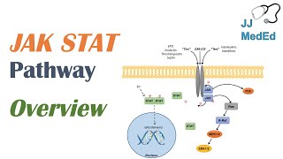 JAKSTAT Signaling Pathway [upl. by Marvella546]