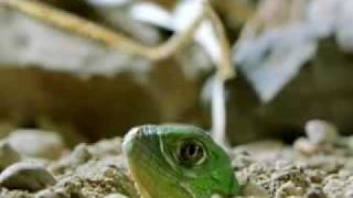 Green Iguana Documentry Part 1 [upl. by Ruhtracm]