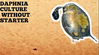 HOW TO CULTURE DAPHNIA NATURALLY WITHOUT A STARTER [upl. by Riebling9]