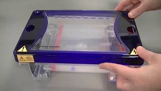 Agarose Gel Electrophoresis to separate DNA fragments [upl. by Lyndsay188]