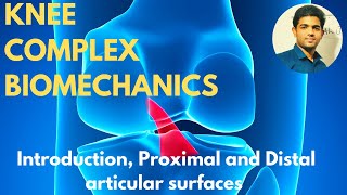 Knee Complex Biomechanics  IntroductionProximal amp Distal articular surfaces [upl. by Lap]