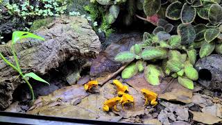 Phyllobates Terribilis orange blackfoot [upl. by Ania]