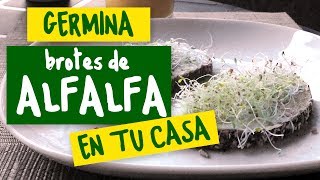 Germinador – Germinando Brotes de Alfalfa [upl. by Durante965]