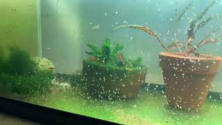 Daphnia Culturing Snails or no snails [upl. by Oile]