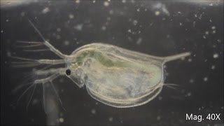 Daphnia magna under the Microscope [upl. by Naejeillib]