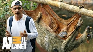 Colugo carrega filhote na barriga  Perdido no Sudeste Asiático  Animal Planet Brasil [upl. by Puett]