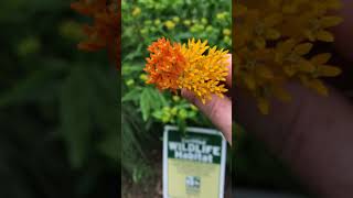 Asclepias tuberosa Hello Yellow [upl. by Maclean]