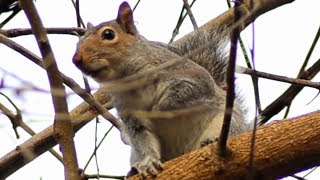 Squirrel Barking  Call Loud Sound [upl. by Lewellen]