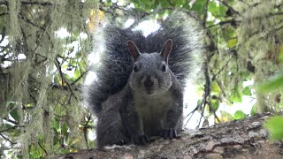 The sound of Western Gray Squirrel  4K [upl. by Gatias777]