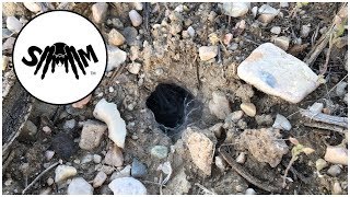 Hunting Wild Tarantulas in Northern Utah Aphonopelma iodius [upl. by Desimone]