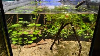 Otocinclus vittatus Breeding Project  Part 1 The Aquarium [upl. by Illak969]