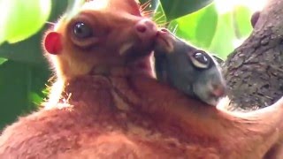 Sunda Colugo or Malayan colugo or Malayan Flying Lemur at MacRitchie Reservoir Singapore [upl. by Cordier]