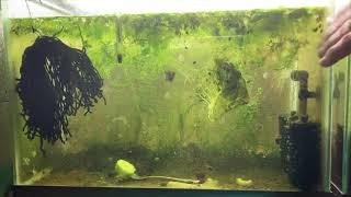 Scuds Daphnia Cherry Shrimp Copepods My aquatic food culture [upl. by Elephus]