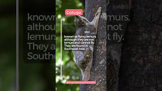 Colugo facts [upl. by Fredi]