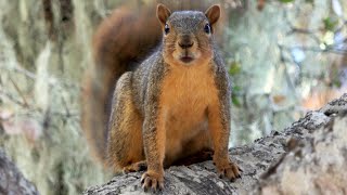 The Sound of Fox Squirrel [upl. by Adamsen79]