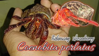 MENGENAL KELOMANG STRAWBERRY  Coenobita perlatus [upl. by Uzial654]