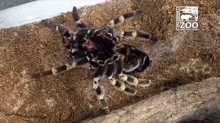 Redkneed Tarantula Molting  Cincinnati Zoo [upl. by Aikrehs]