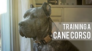 How I train my Cane Corso  3 Easy Training Techniques [upl. by Doownyl]