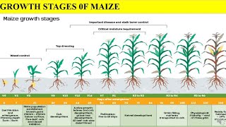 Growth stages of Maize  different stages are covered in detailed  in Maize plant important [upl. by Elbas]