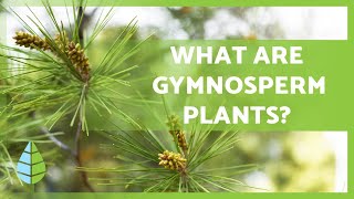 GYMNOSPERM PLANTS 🌲 Characteristics Examples Reproduction and more [upl. by Adnahsed13]