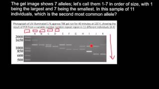 How to understand Gel Electrophoresis results 1 [upl. by Jobe807]