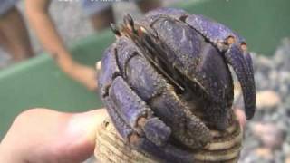 ムラサキオカヤドカリ（Purple land hermit crab）学名：Coenobita purpureus [upl. by Shurwood]