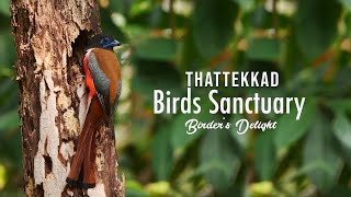 Thattekkad Bird Sanctuary Birders Delight Birdwatching Ernakulam Forest [upl. by Emmery]