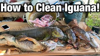 HOW TO CLEAN IGUANA FOR MEAT THE FASTEST WAY TO HARVEST [upl. by Opportuna850]