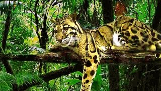 Sepahijala Wildlife Sanctuary Tripura  Amazing Jungle Safari [upl. by Faria576]